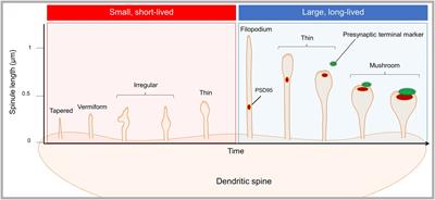 Dendritic spinule-mediated structural synaptic plasticity: Implications for development, aging, and psychiatric disease